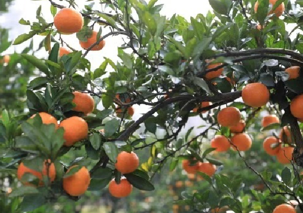 甜蜜開(kāi)園！中方縣“山下紅”柑橘掛滿枝頭等您采摘